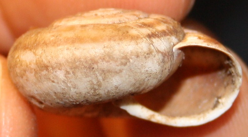 Chilostoma planospira?